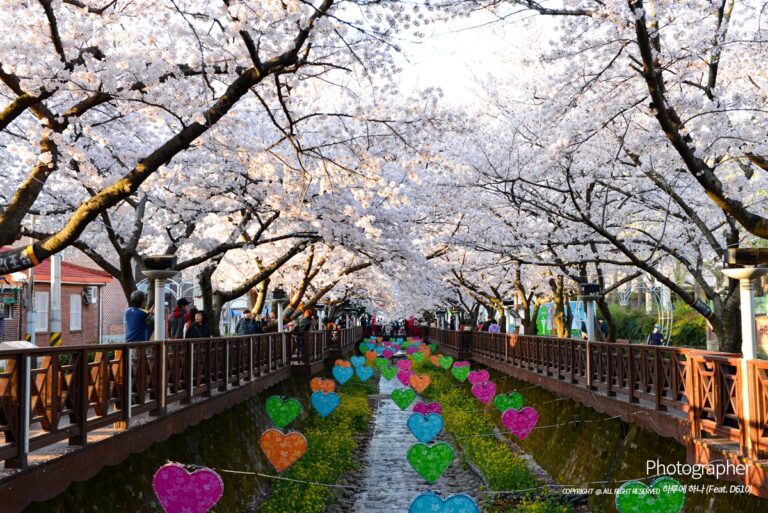 2015 진해 벚꽃축제 부산홈페이지제작 티로그
